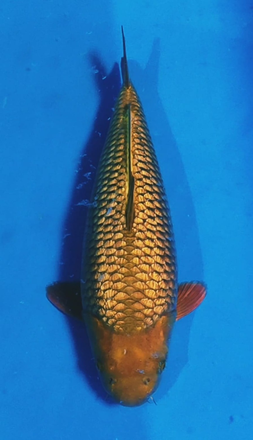 Juara 3