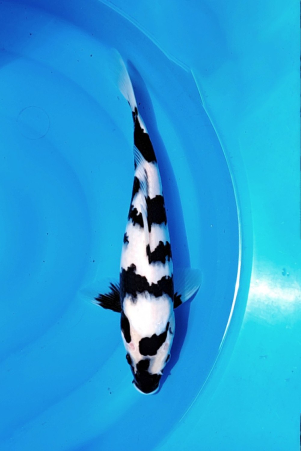 Juara 1