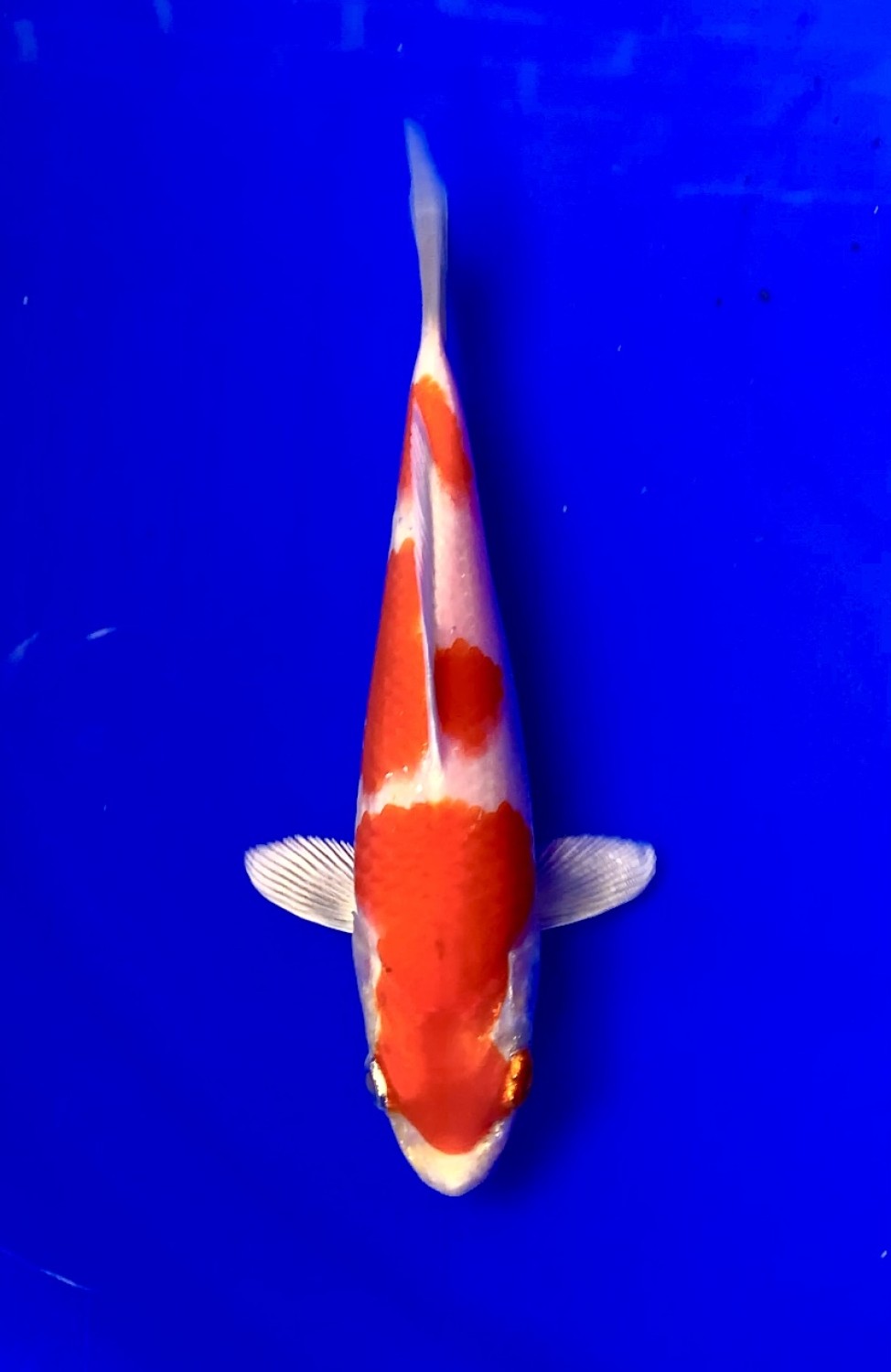 Juara 1