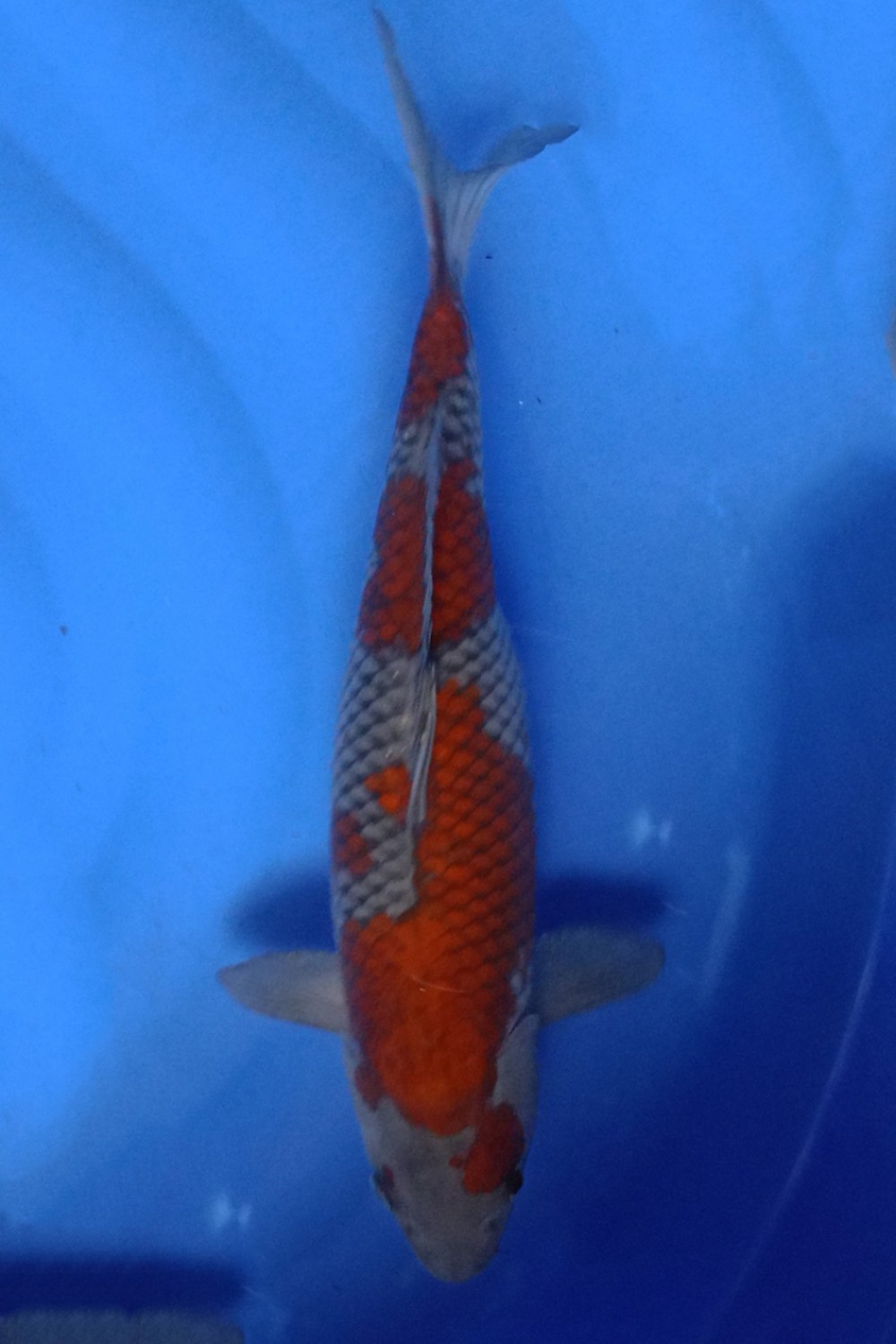 Juara 1