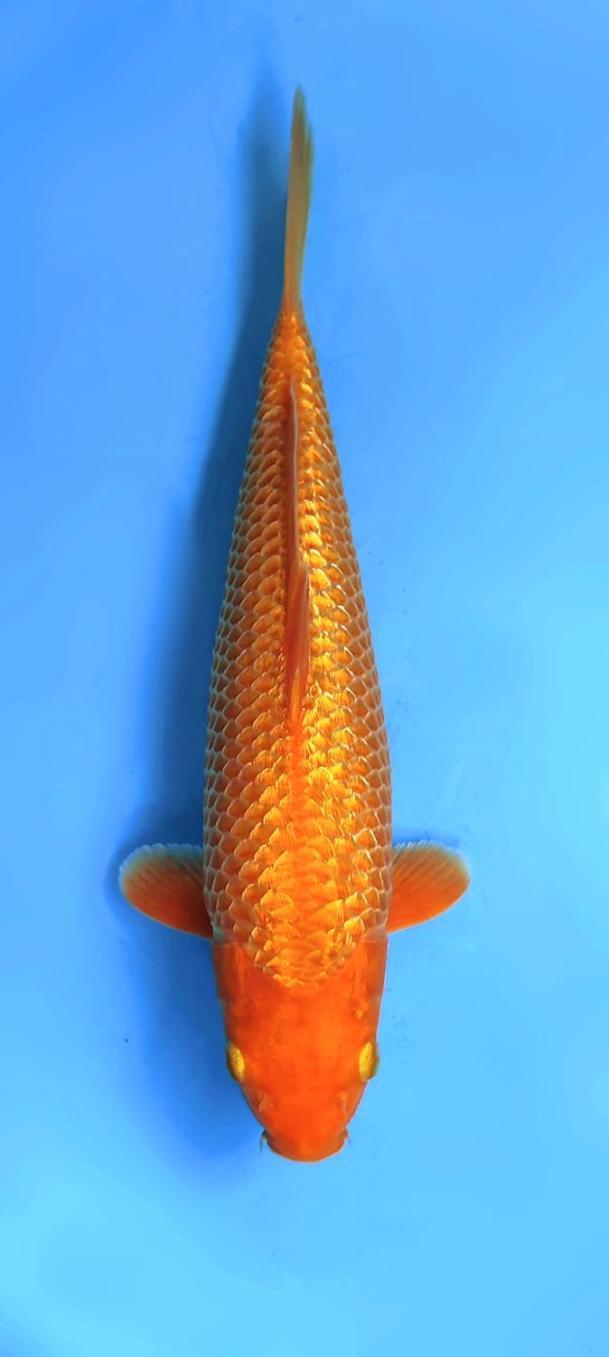 Juara 1