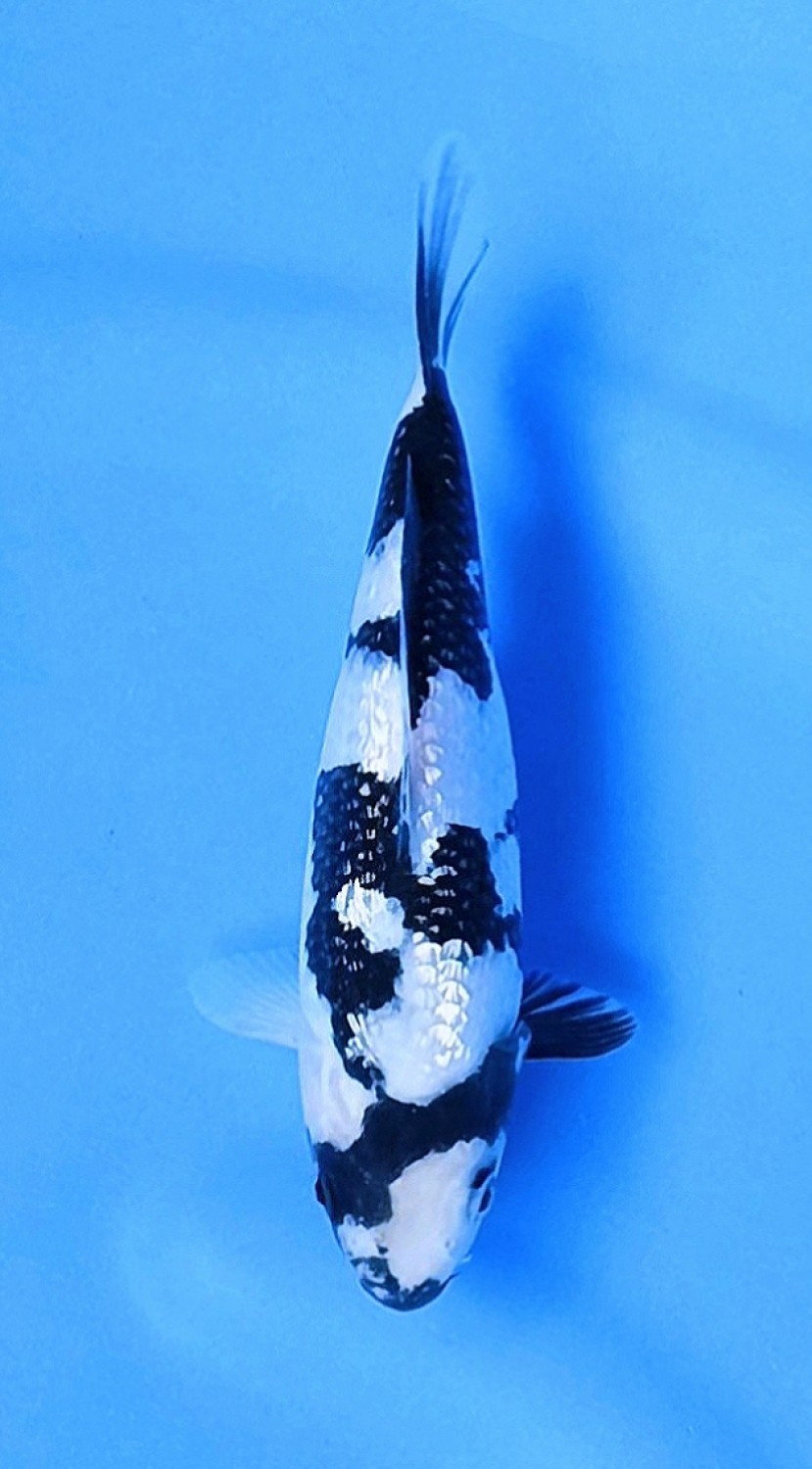 Juara 1