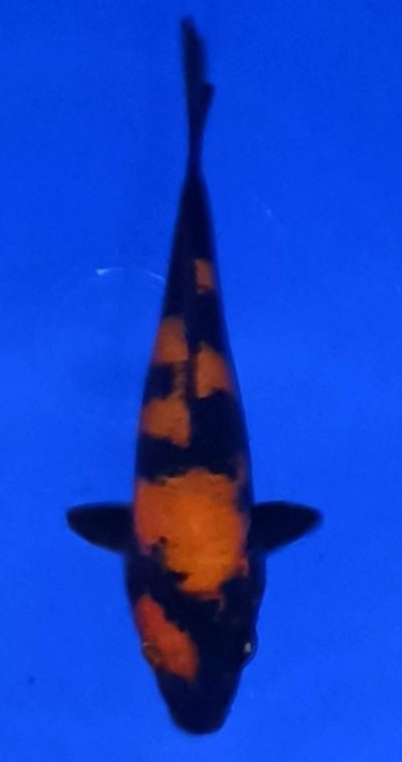 Juara 1
