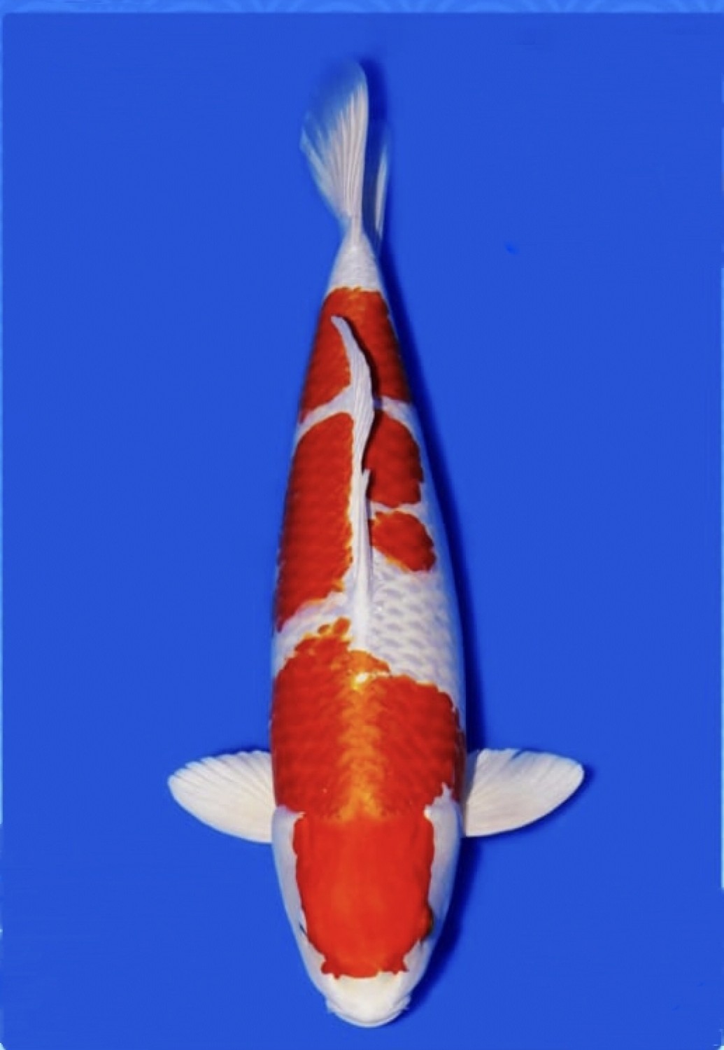 Juara 2
