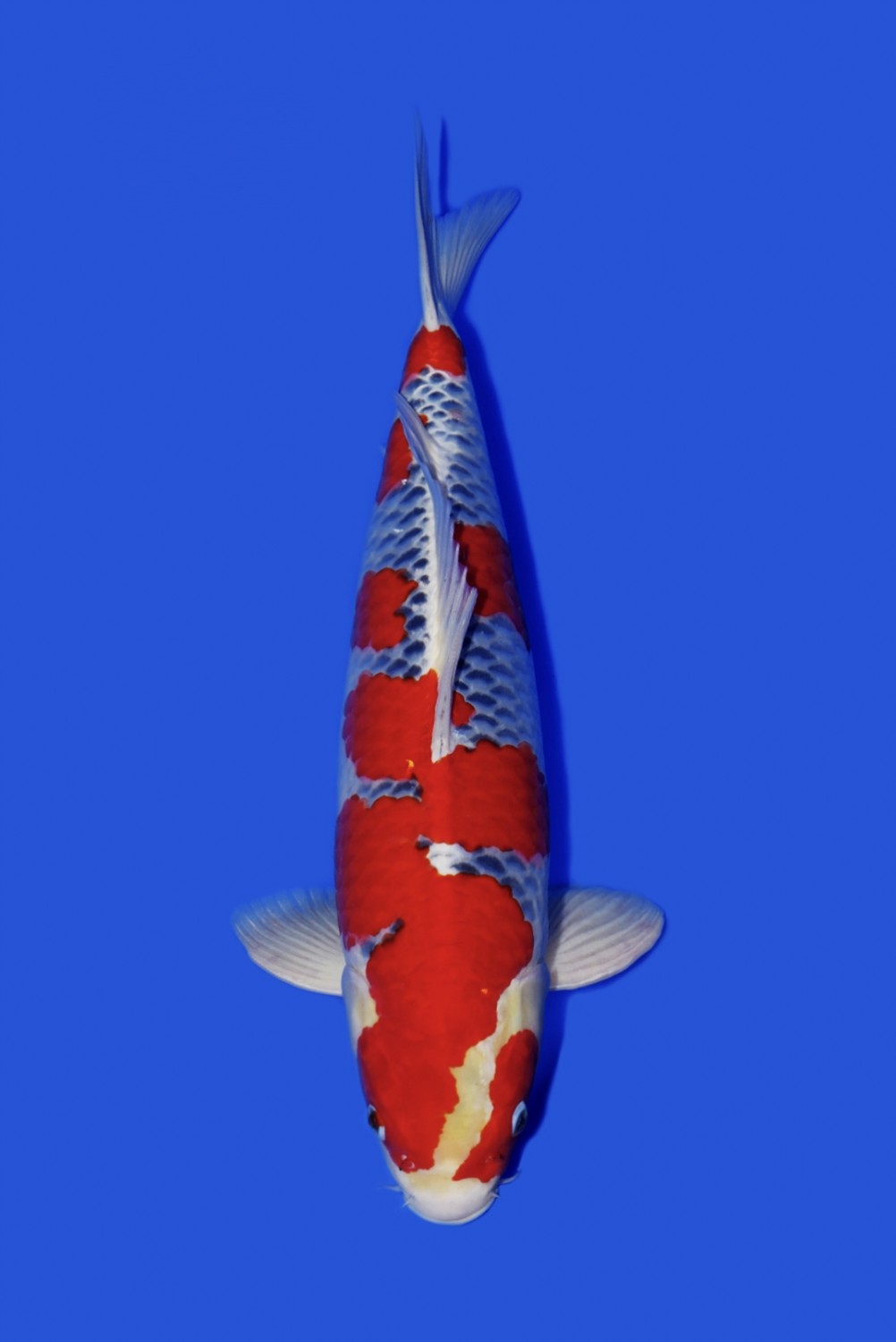 Juara 1
