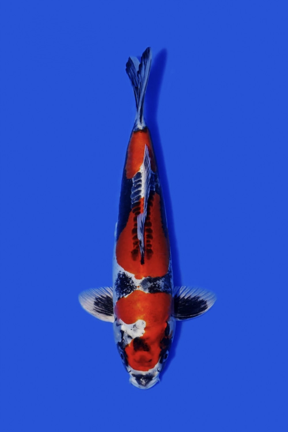Juara 5