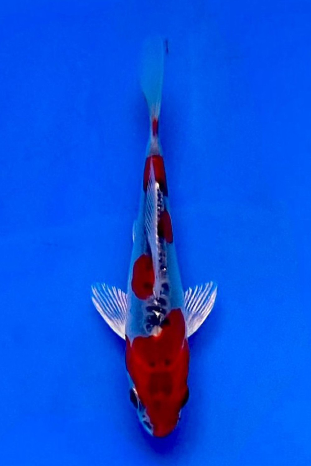 Juara 4
