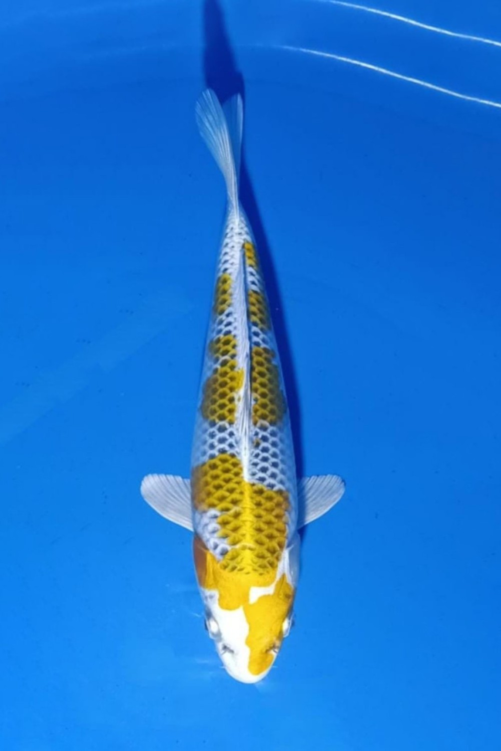 Juara 2