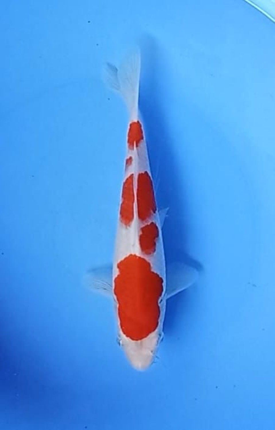 Juara 2