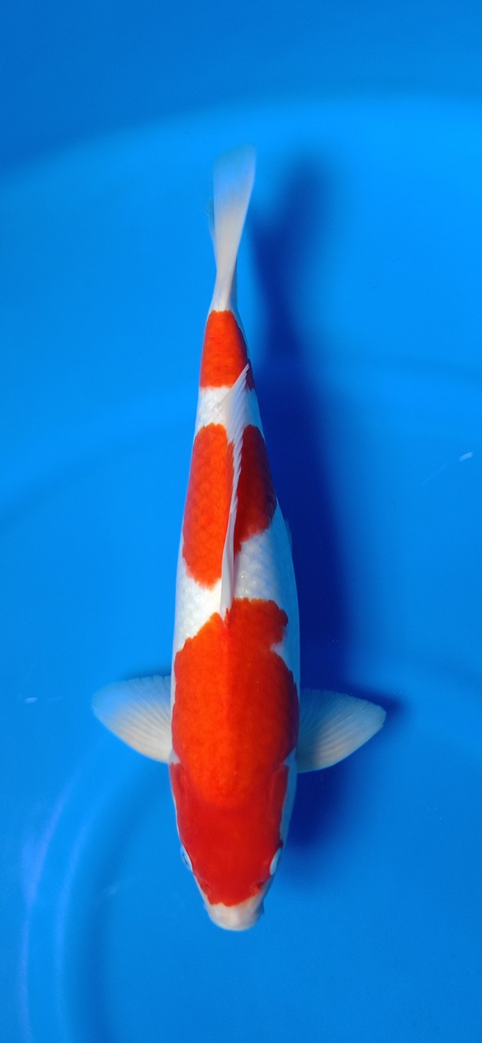 Juara 4