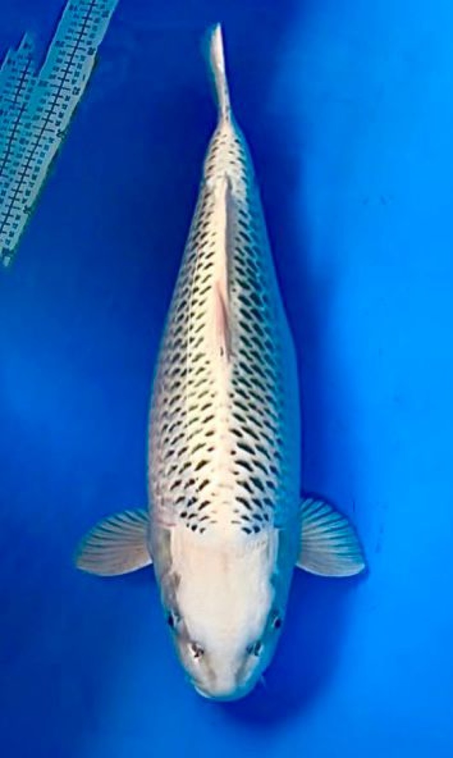 Juara 2
