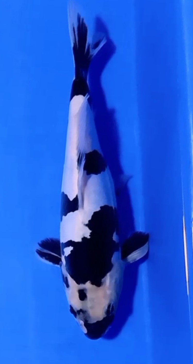 Juara 1