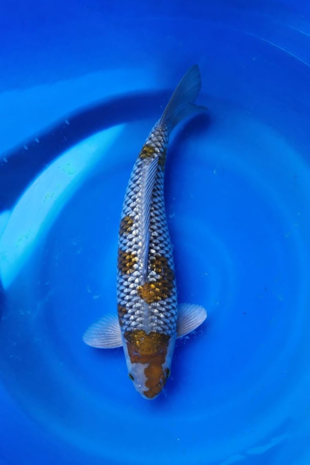 C. Anggrek Prize 46 - 50 cm