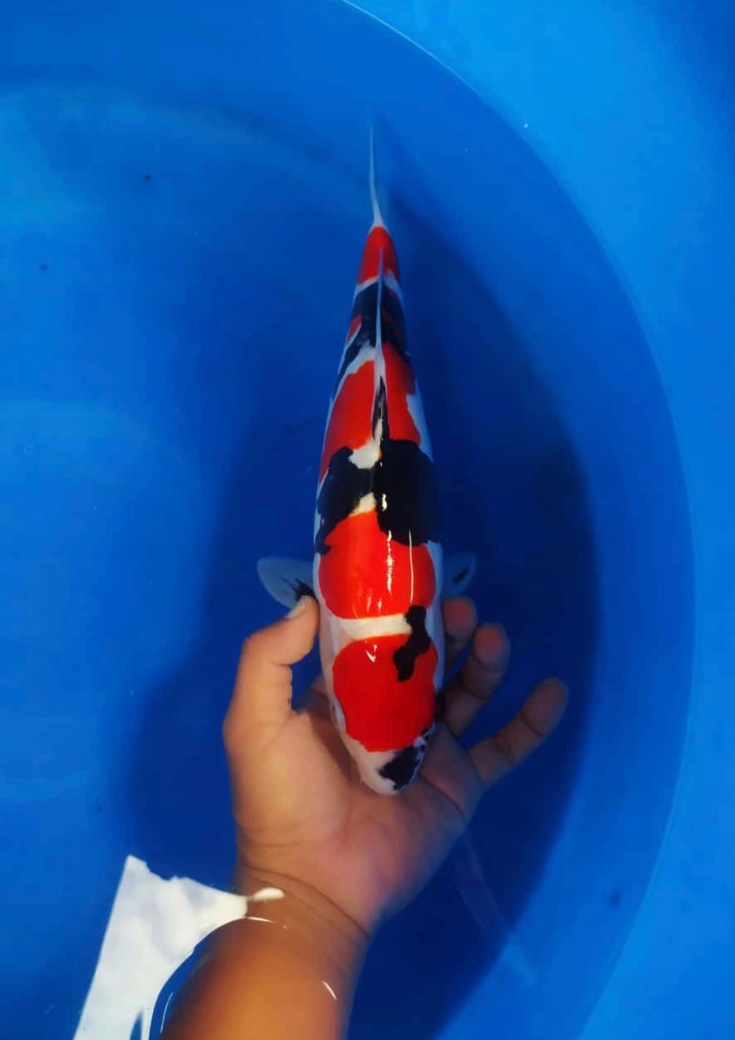 Juara 1