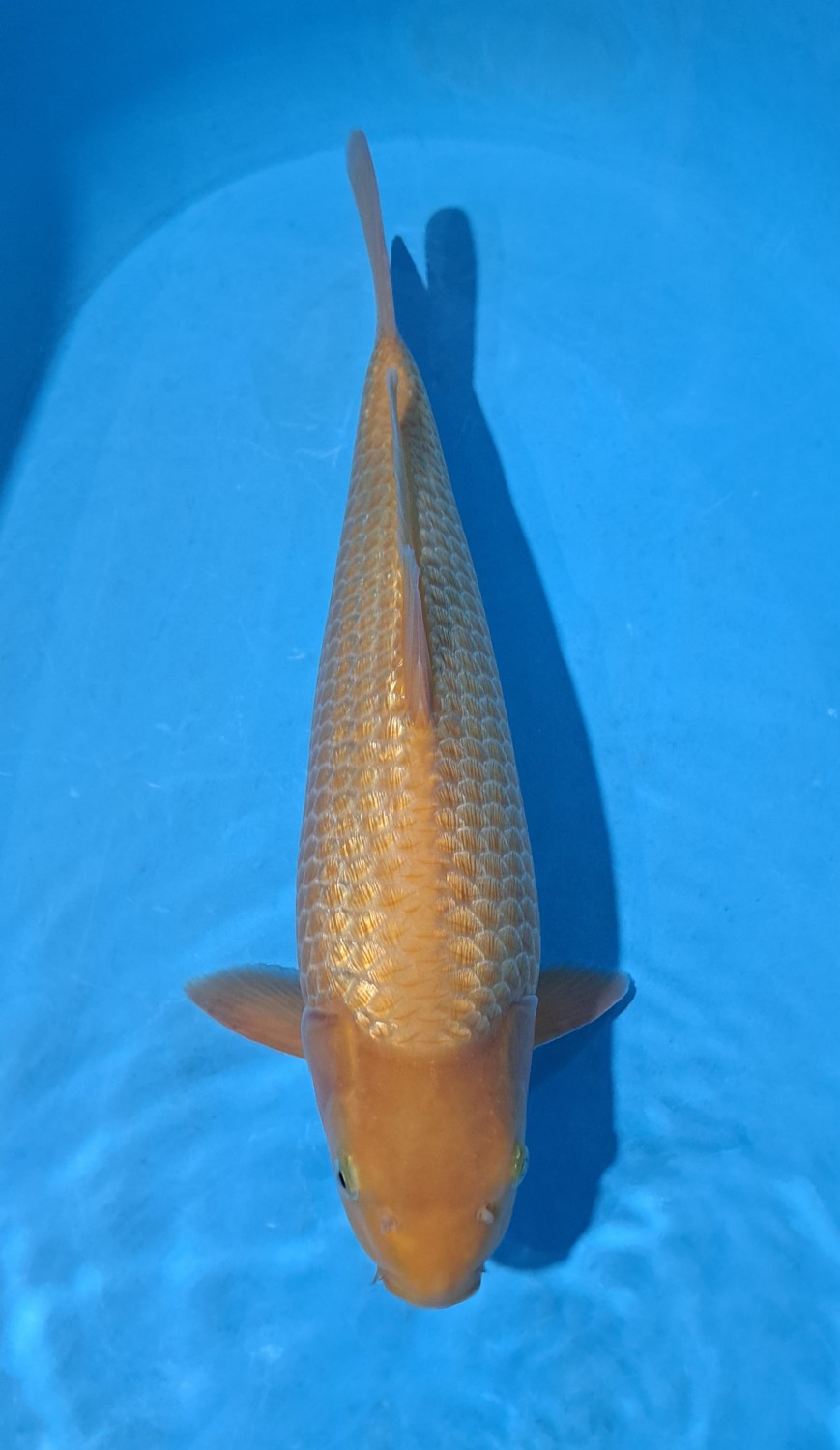 E. Kamboja Prize 36 - 40 cm