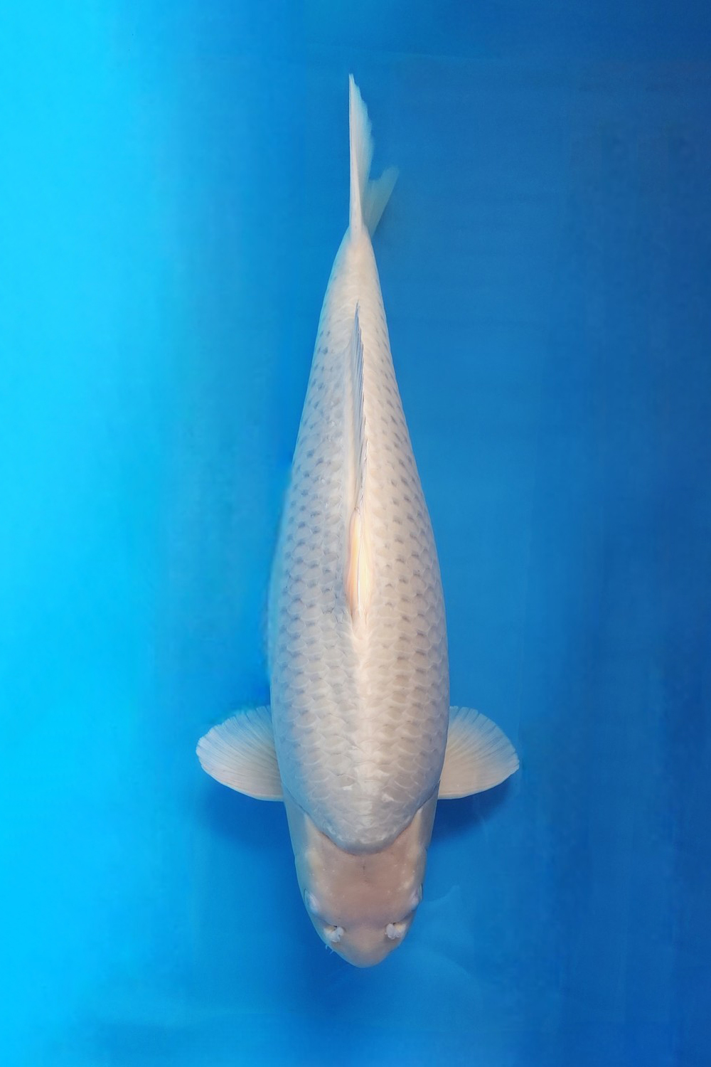 E. Kamboja Prize 76 - 80 cm