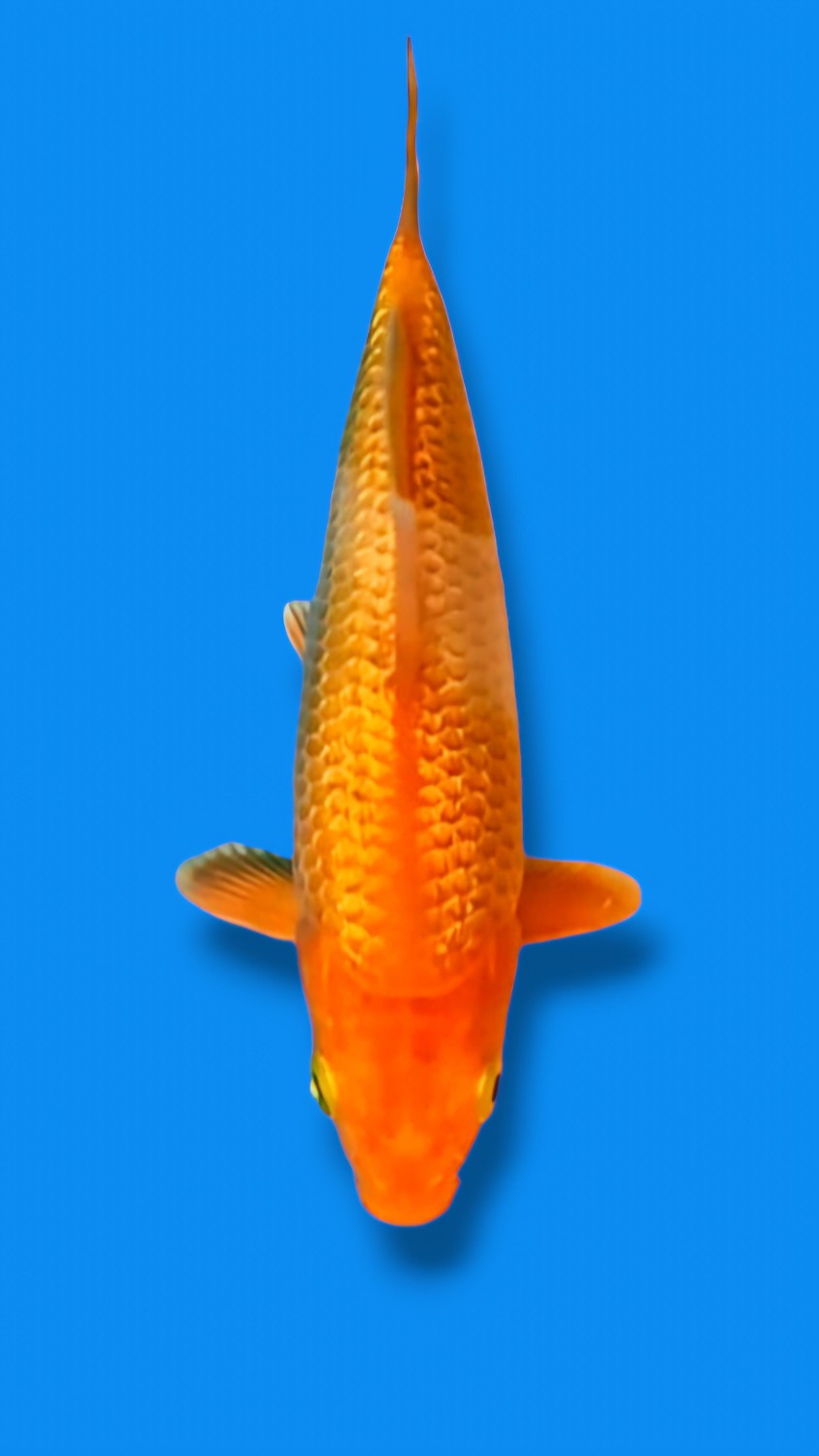 E. Kamboja Baby Champion 1