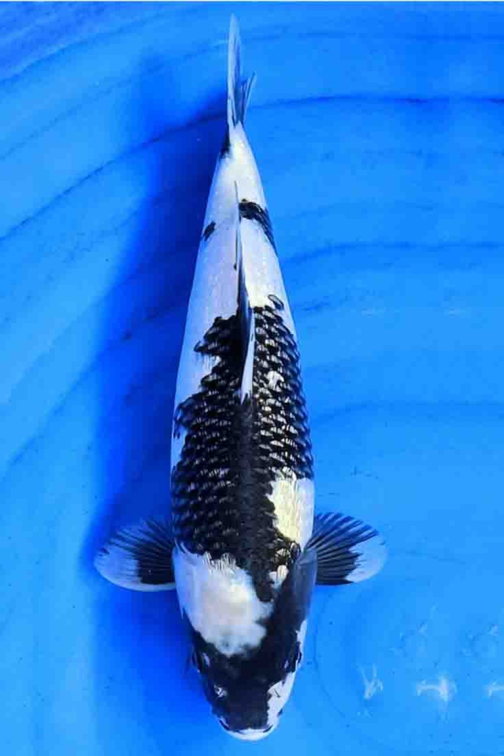 Juara 5