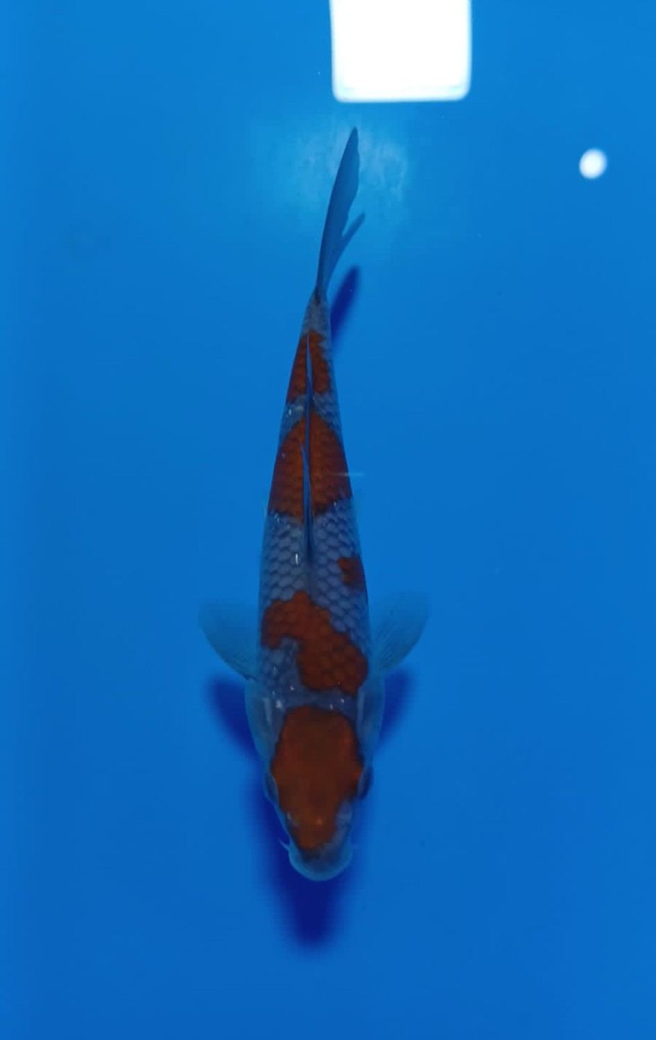 Juara 1
