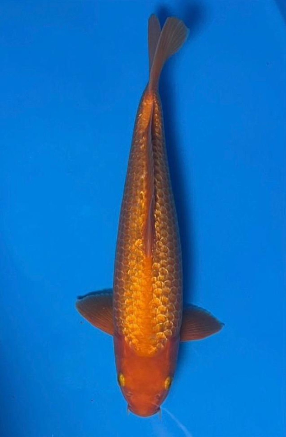 Juara 1