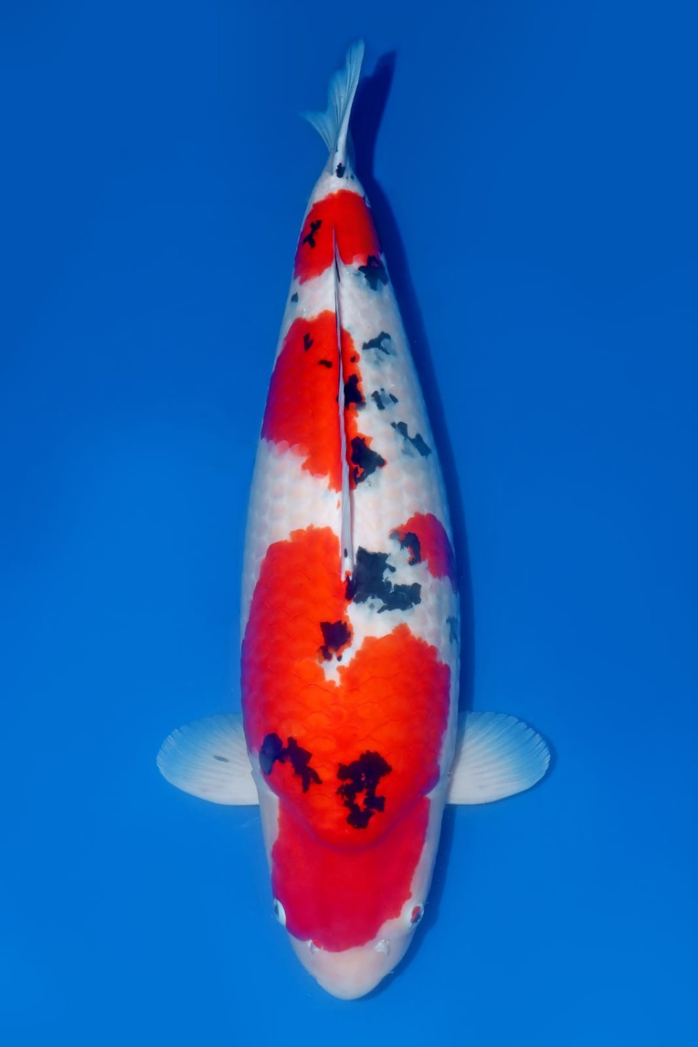 Juara 1