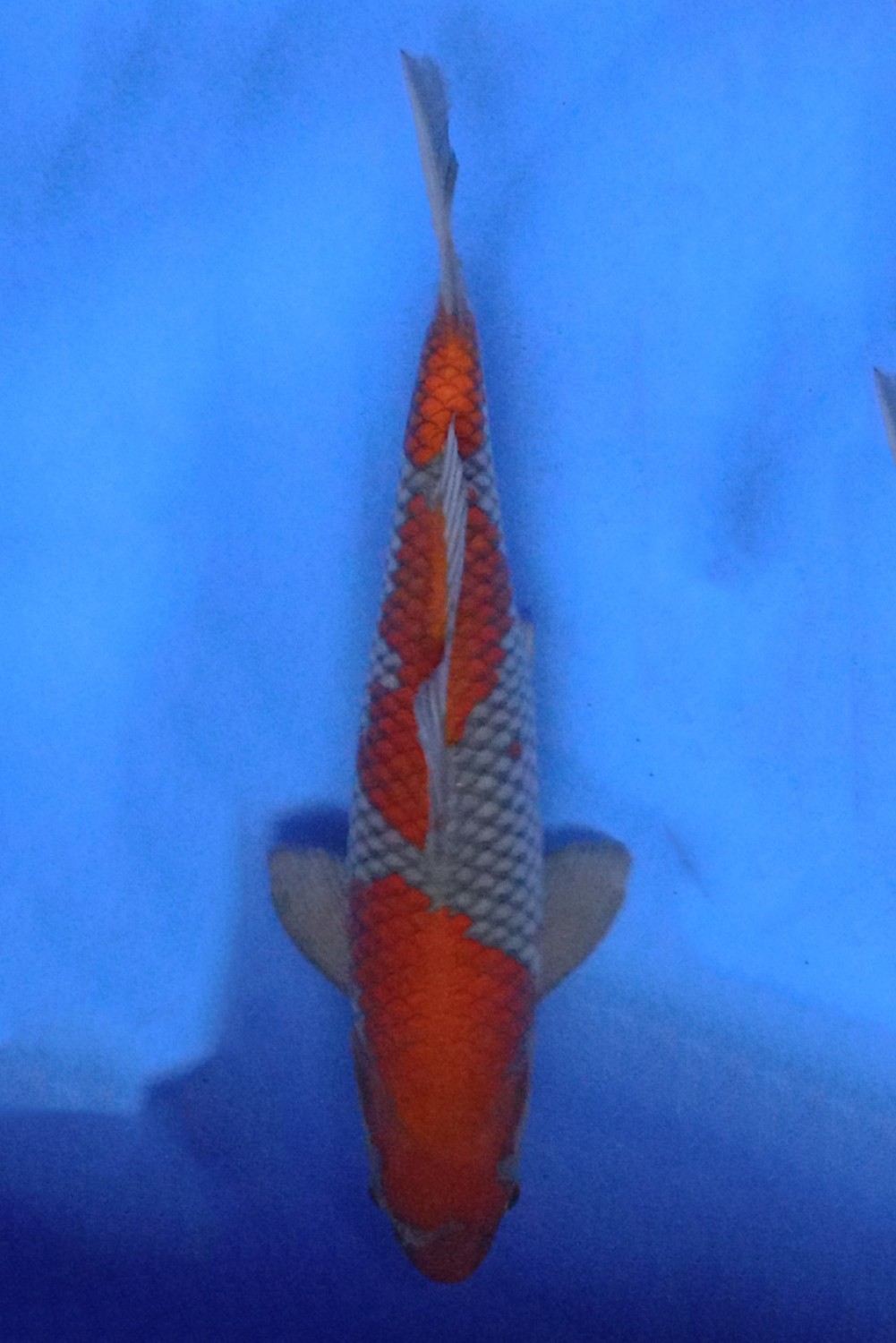 Juara 1