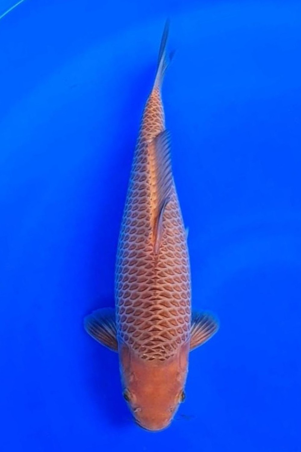 Juara 2