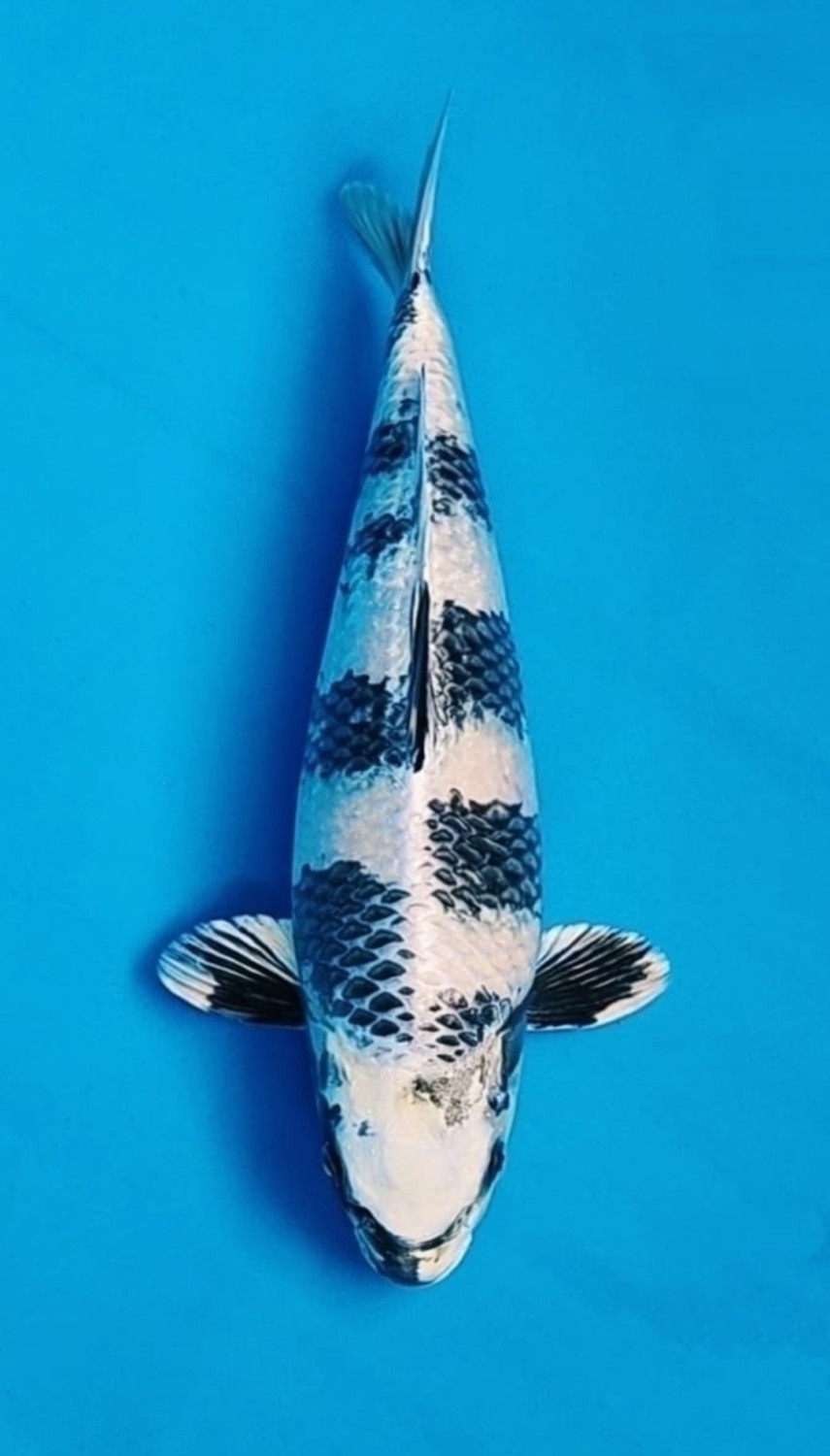 Juara 1