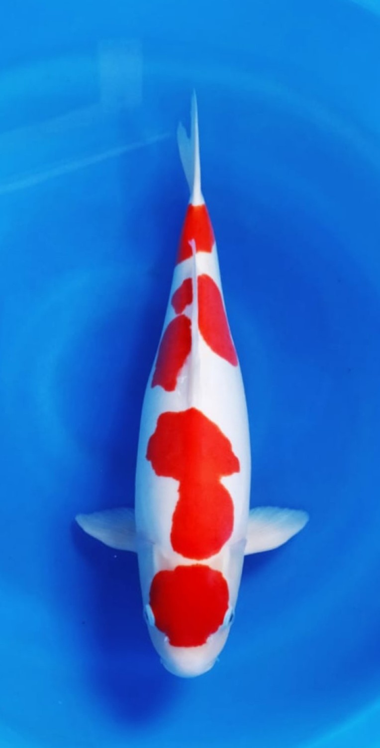 Juara 3