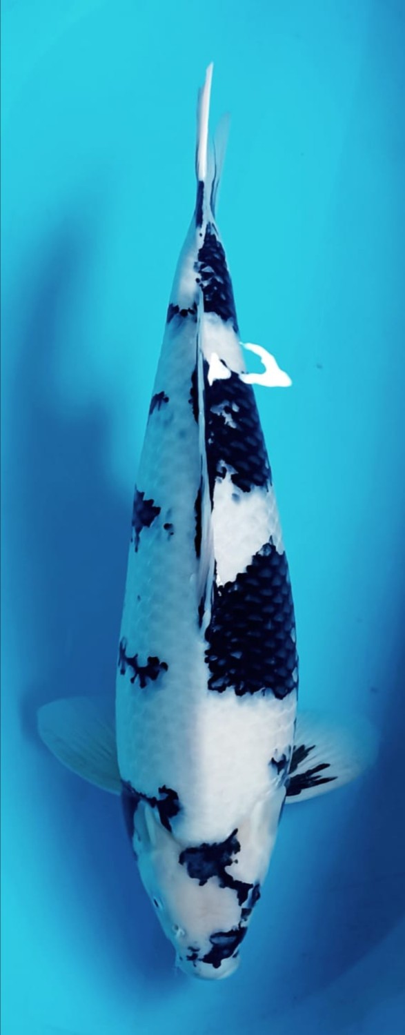 Juara 2