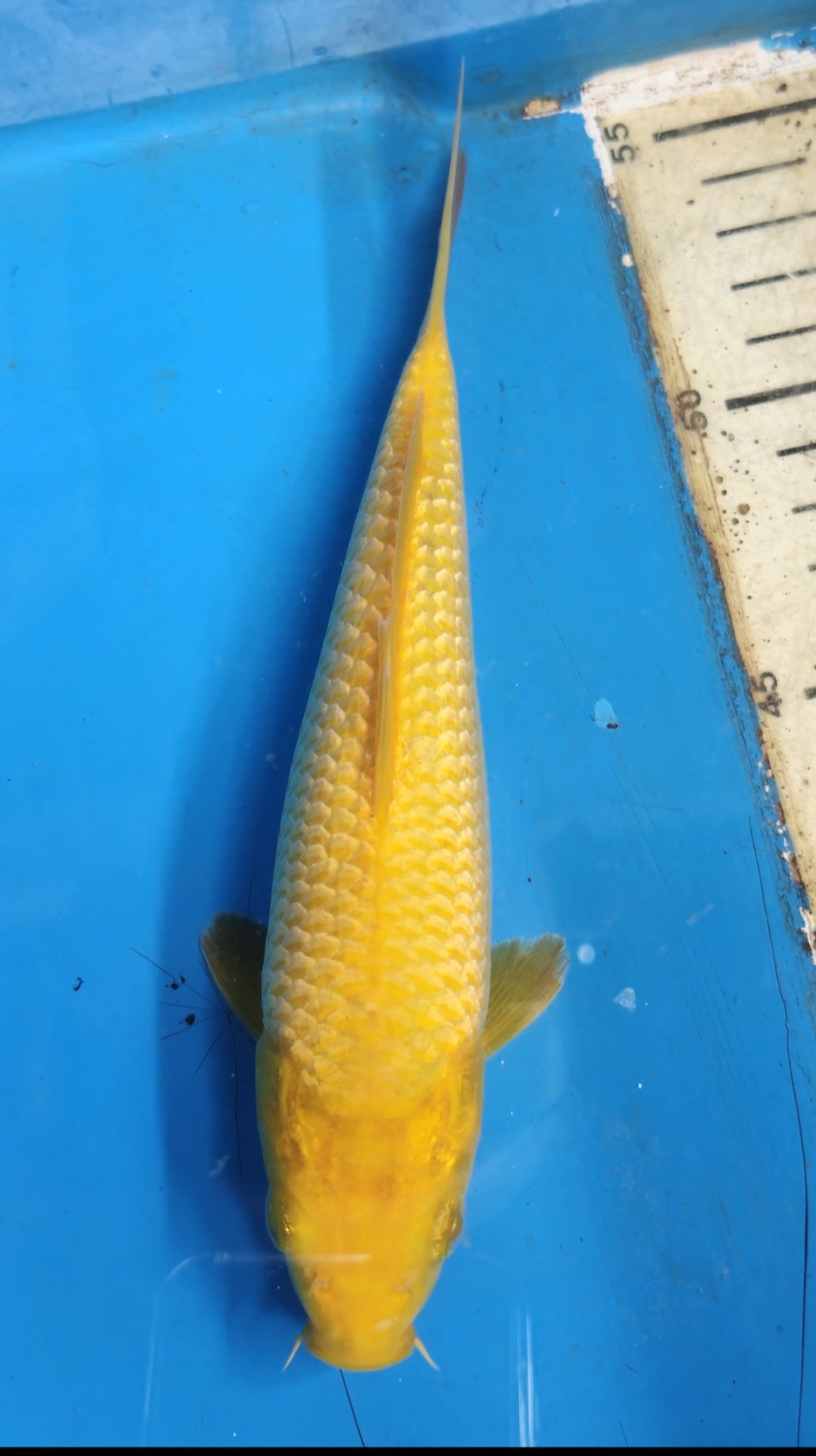 Juara 5