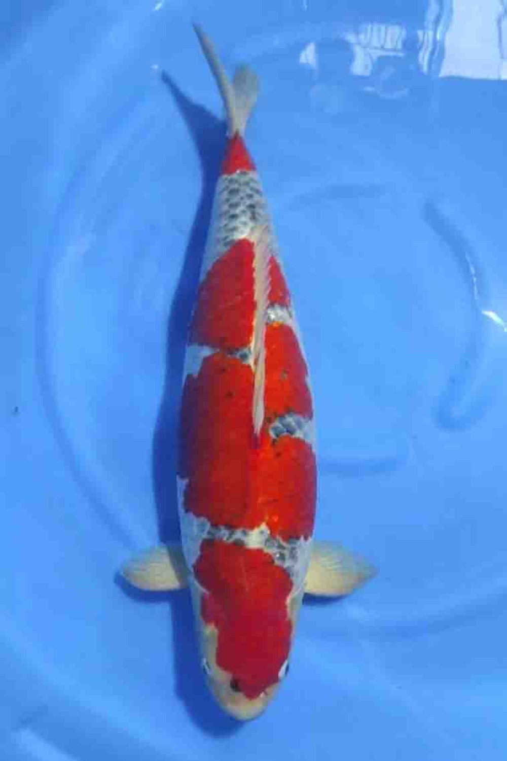 Juara 1