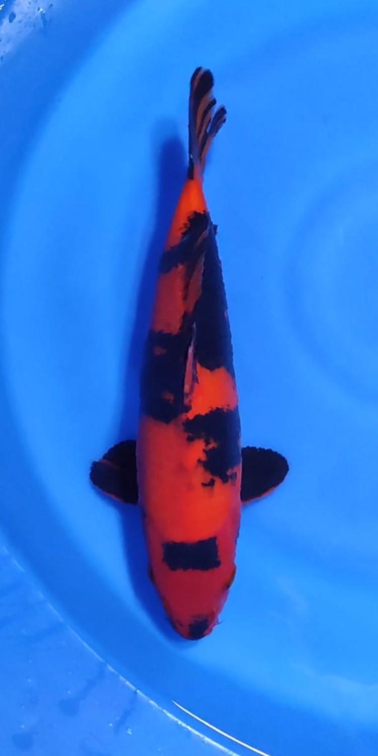 Juara 1