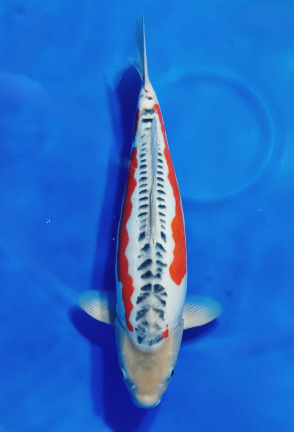 D. Cempaka Prize 51 - 55 cm