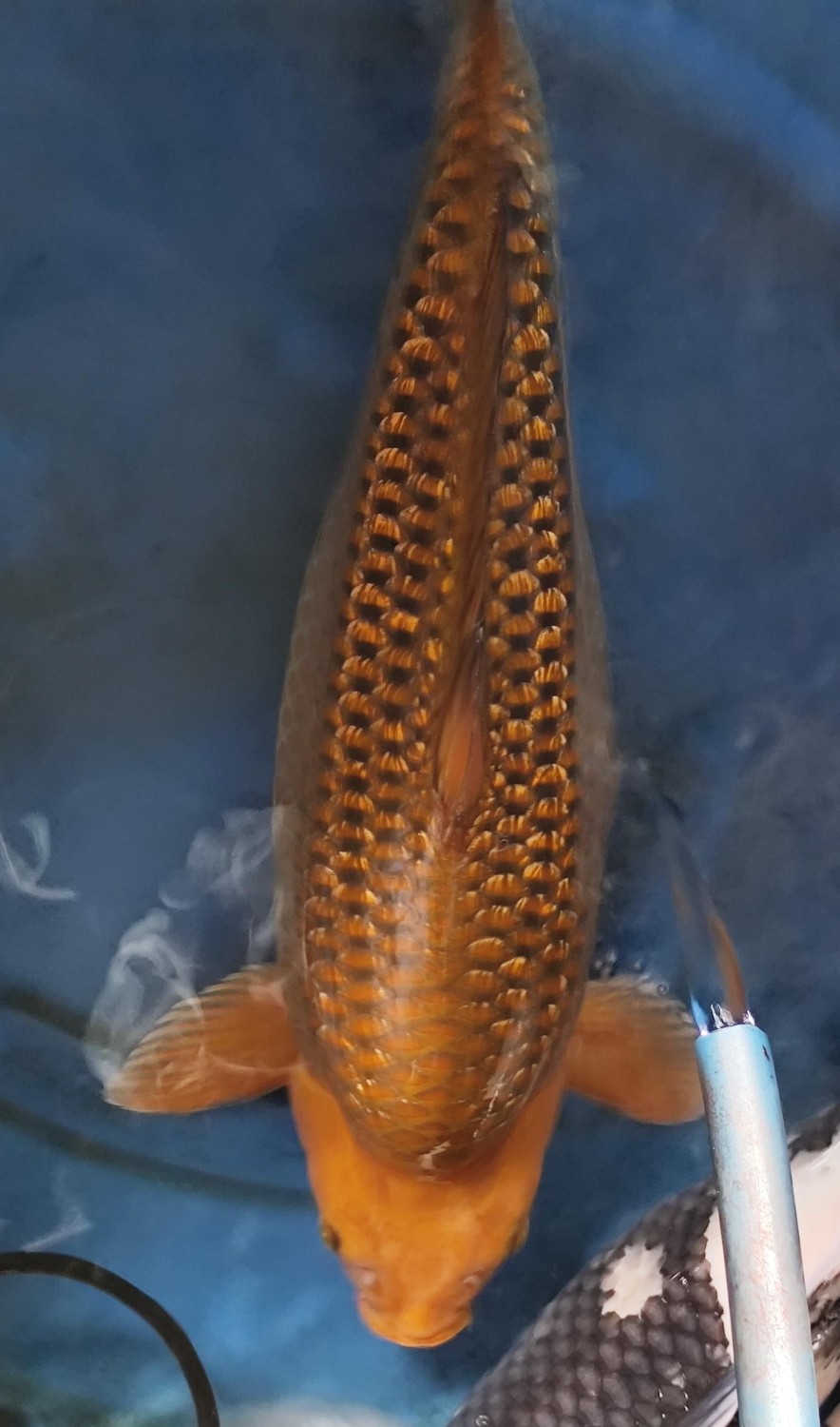 Juara 2