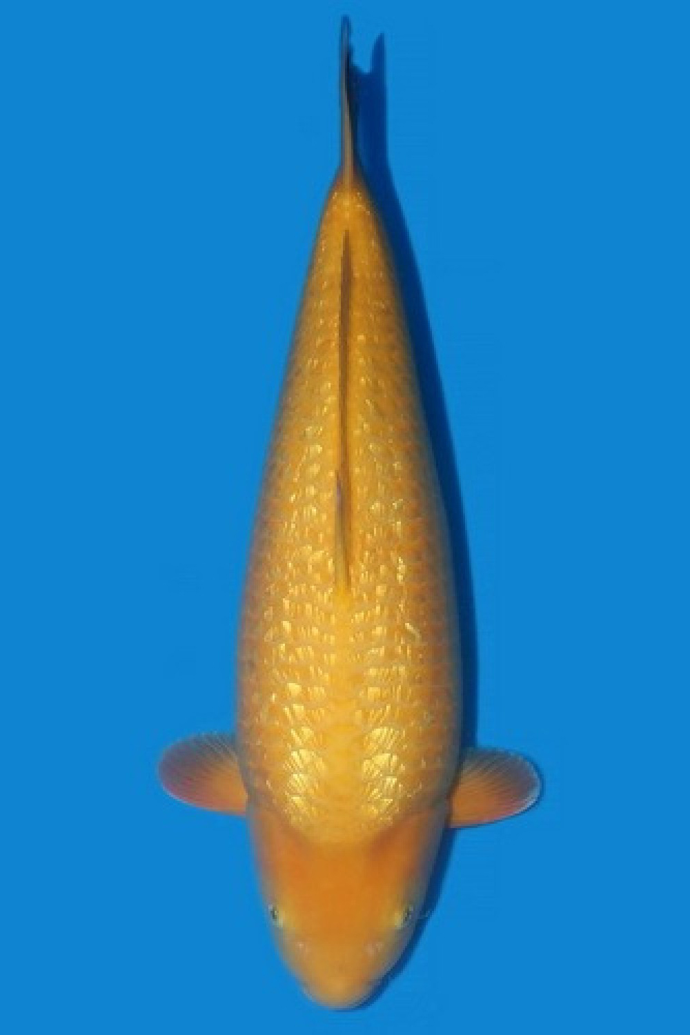 E. Kamboja Prize 61 - 65 cm