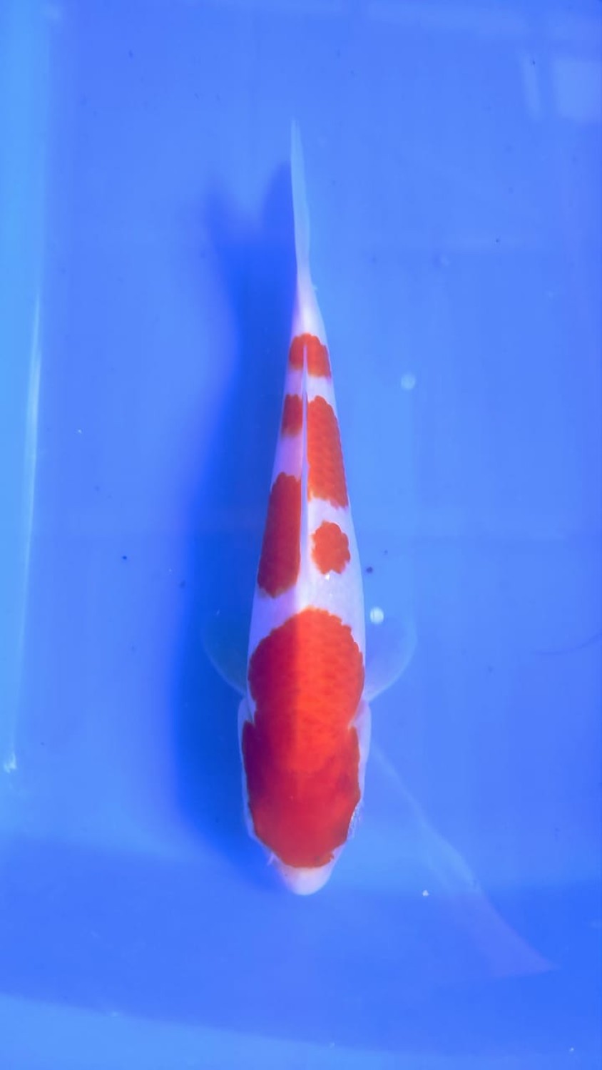 Juara 4