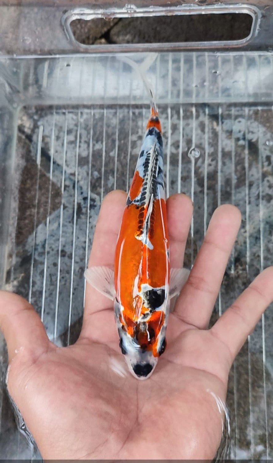 Juara 2