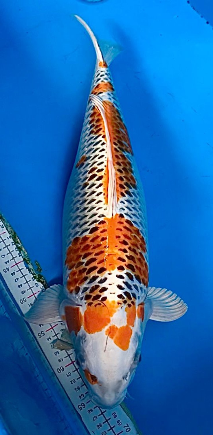Juara 2