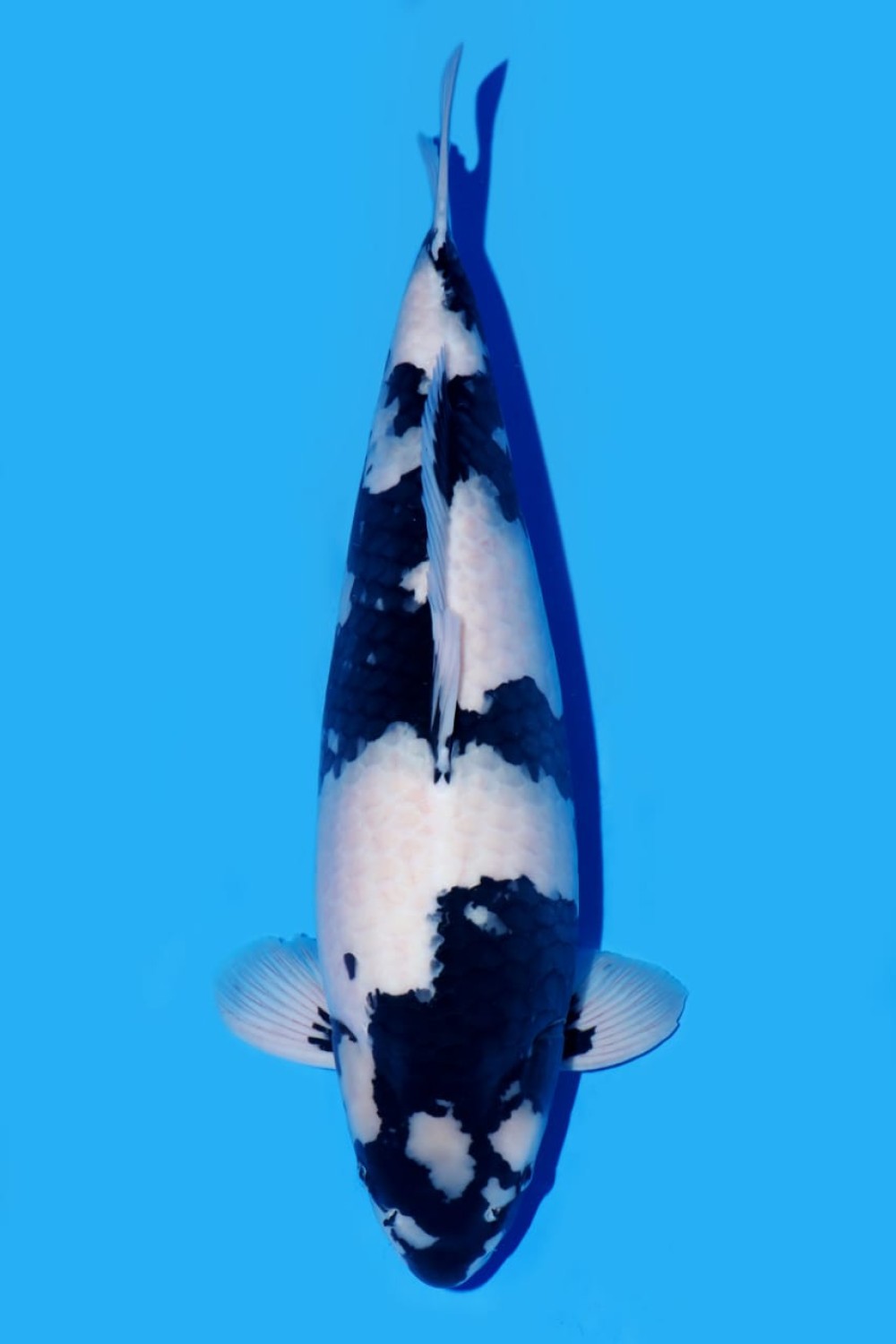 B. Melati Prize 66 - 70 cm