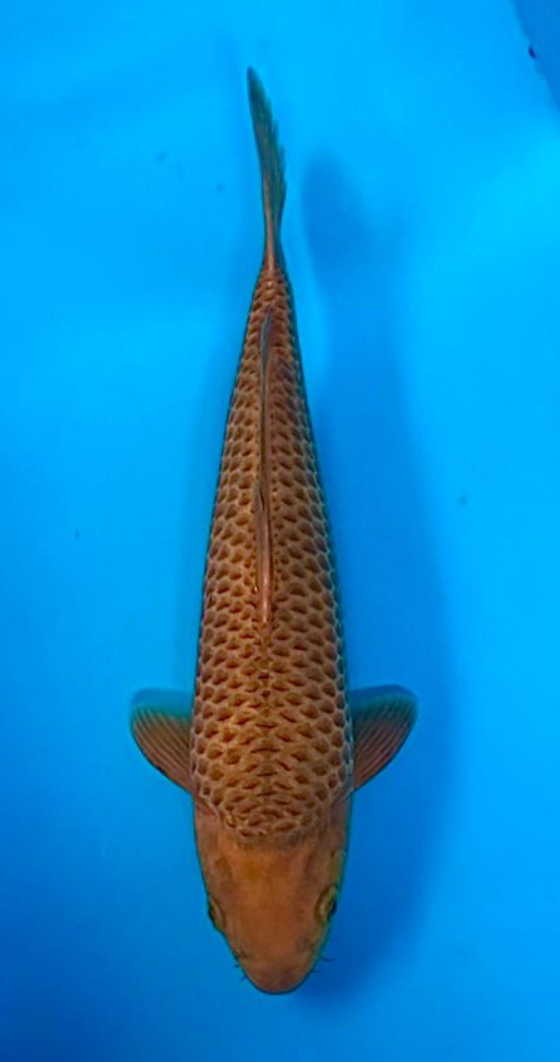 Juara 3