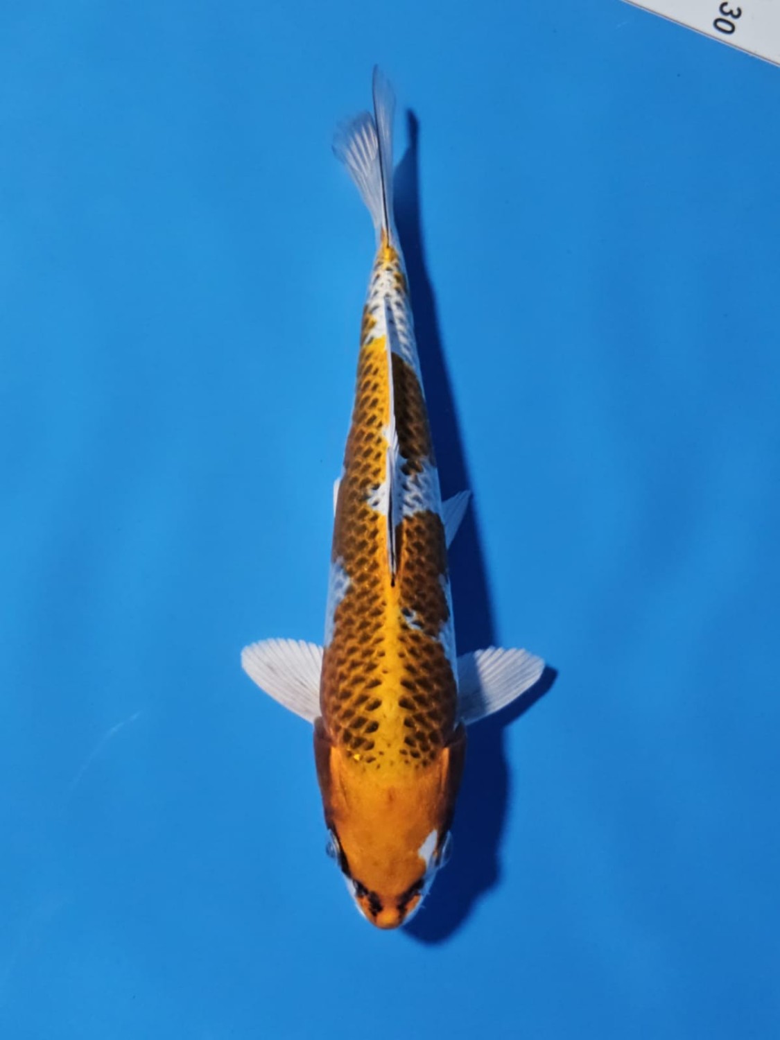 Juara 3