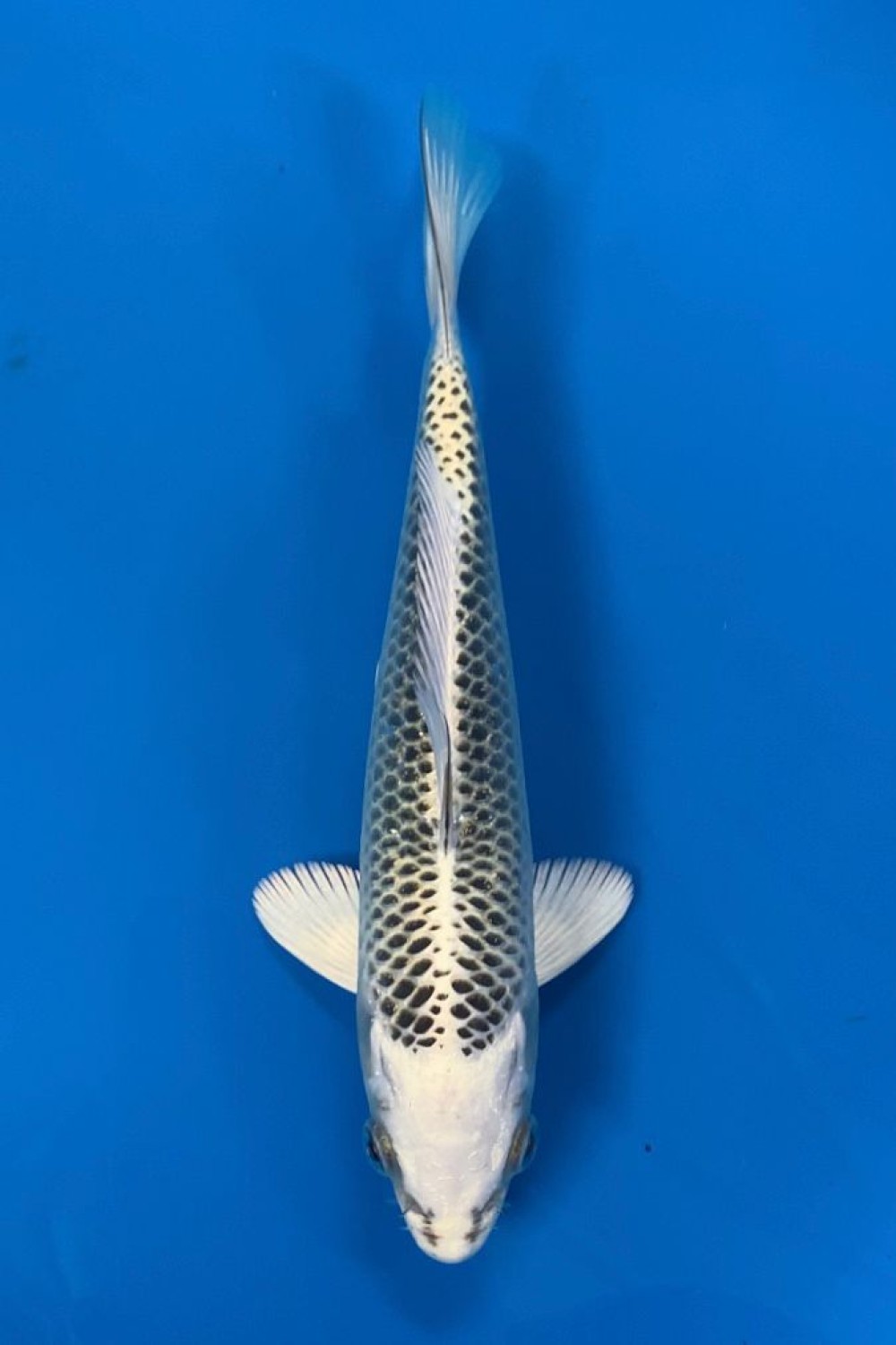 Juara 1