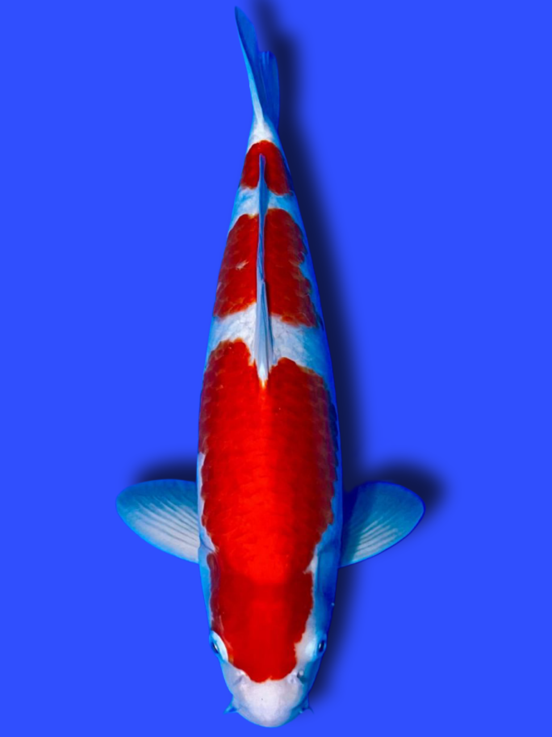 Juara 1