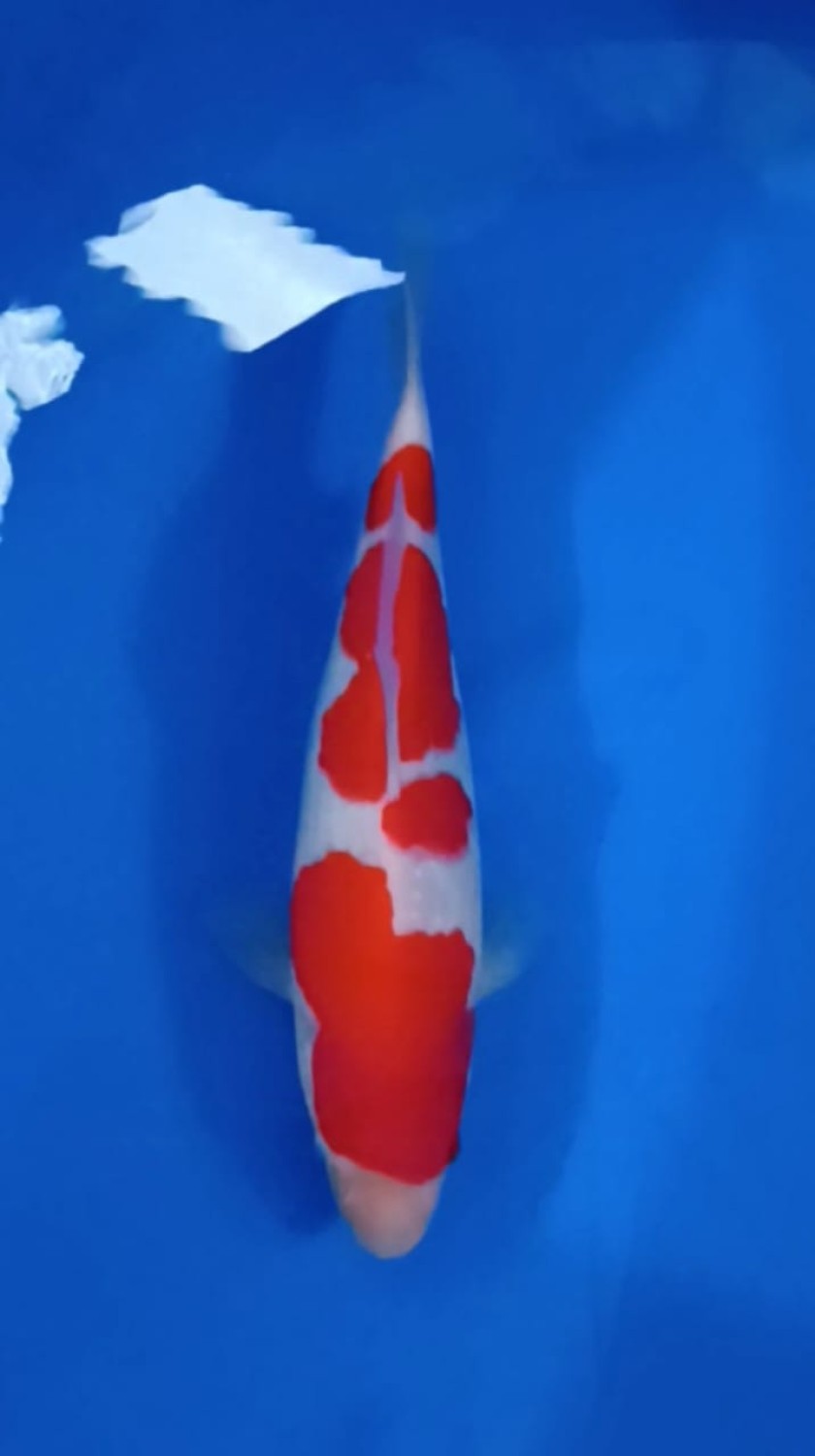 Juara 1