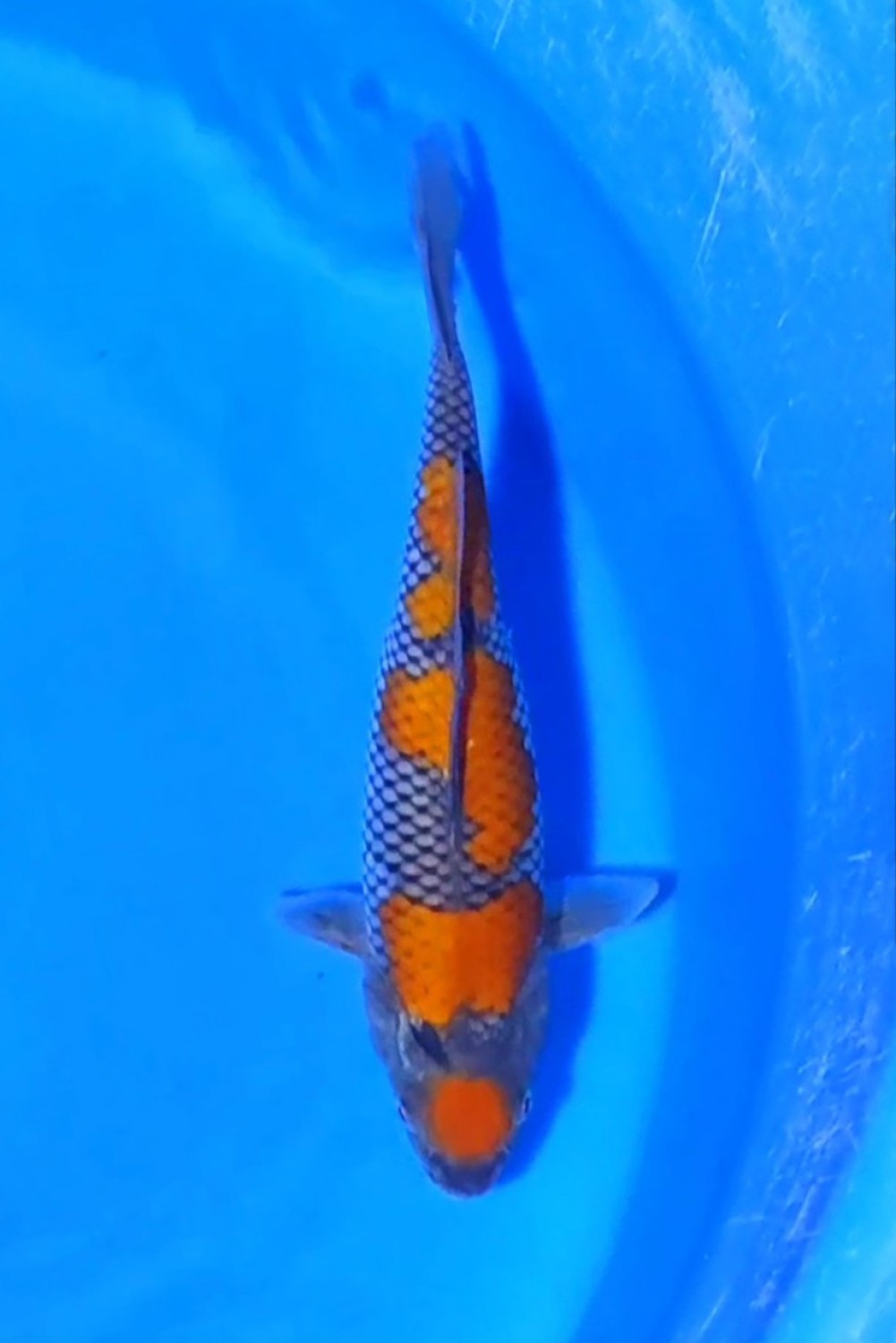 Juara 1