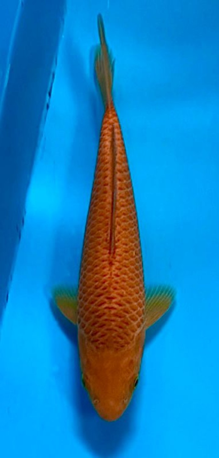 Juara 3