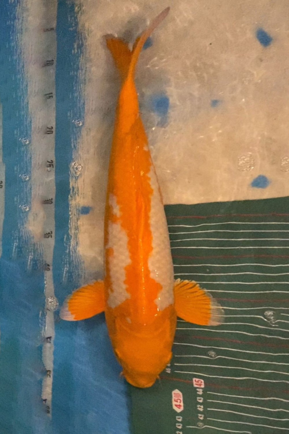 C. Anggrek Prize 41 - 45 cm