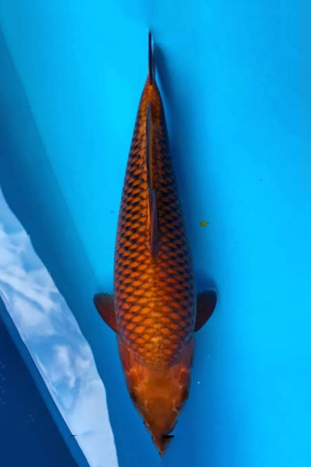Juara 5