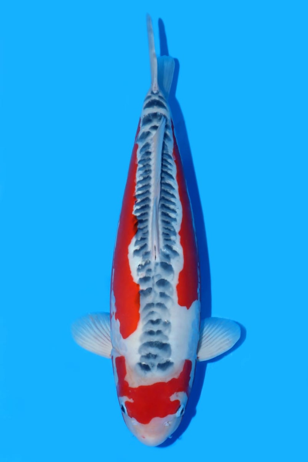 D. Cempaka Prize 56 - 60 cm